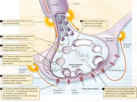 Sinapse Eletrica E Quimica - Sinapse química e elétrica #4