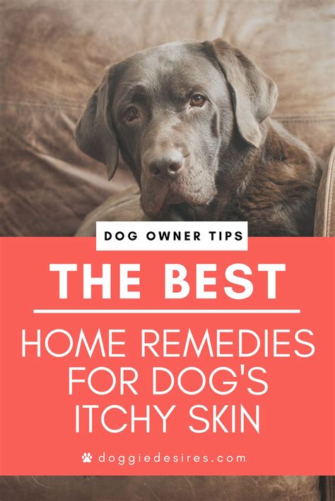 Dog Home Remedies For Dry Skin at Milla Hawthorn blog