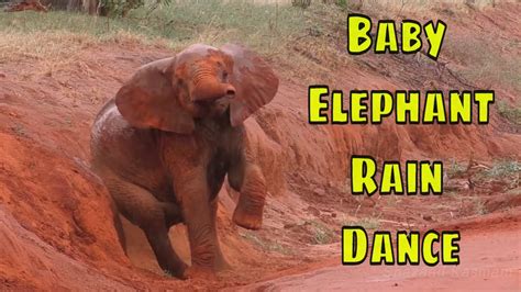 Baby Elephant Dancing - YouTube