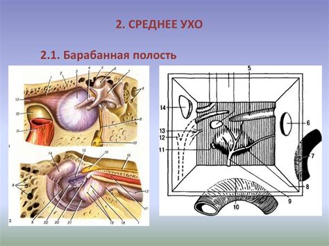 Функциональная анатомия органа слуха и равновесия - презентация онлайн