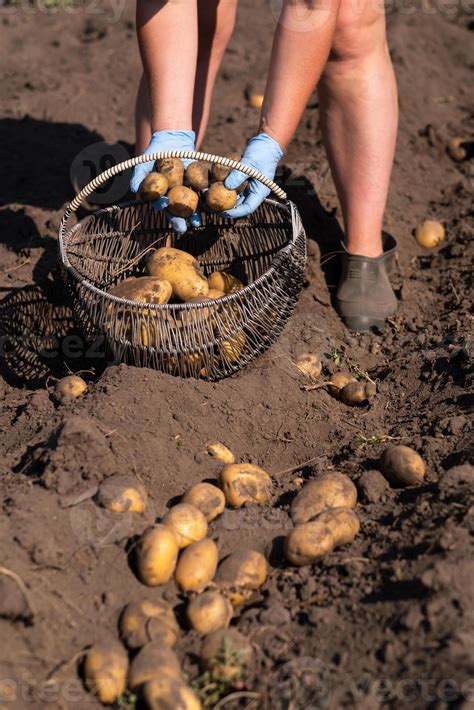 Picking potatoes on the field manually. A man harvests potatoes on