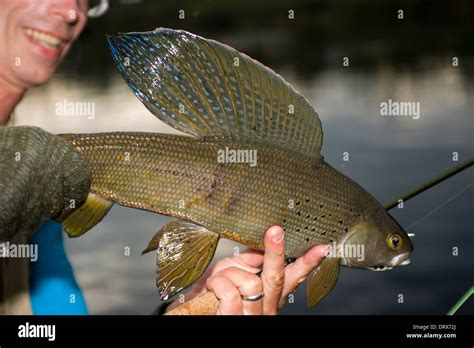 Arktische Äsche Fisch gefangen Stockfotografie - Alamy