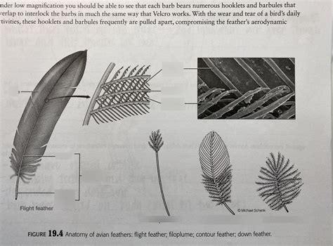 feather Diagram | Quizlet