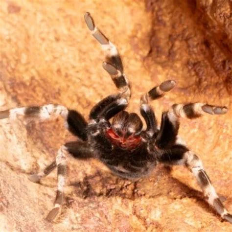 Do House Spiders Feel Pain? Here's What Science Says - NM Pest Control