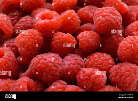 berries ripe natural raspberries  res stock photography  images