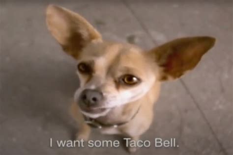 Remember Taco Bell's Chihuahua Mascot, Gidget?