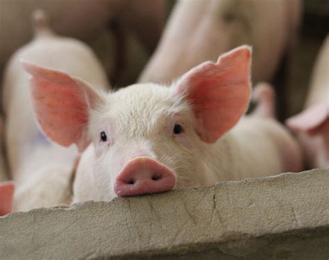 pigs  pigs fly farm sanctuary