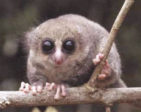 HAIRY-EARED DWARF LEMUR - WILDLIFE MADAGASCAR