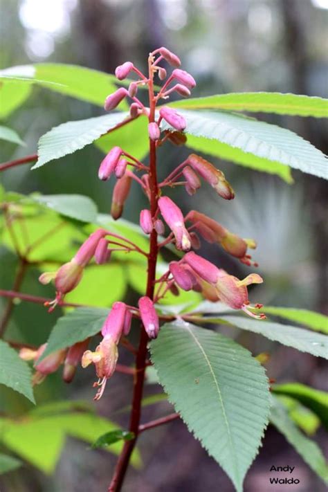 red buckeye imagine  florida