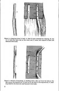 This is a scan of a USDA fact sheet from 1962 on bridge grafting and inarching, a technique used ...