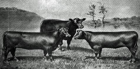 red poll homestead   range