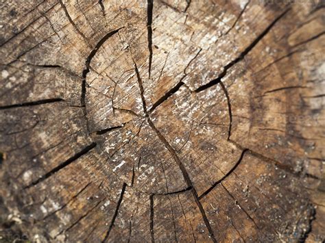 old rotting logs 9451046 Stock Photo at Vecteezy