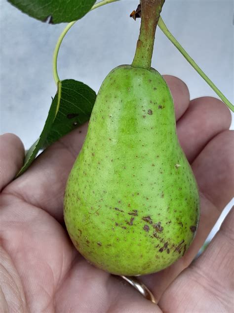 My pear collection - General Fruit Growing - Growing Fruit