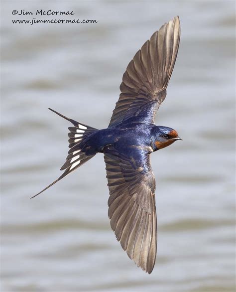 Ohio Birds and Biodiversity: Barn Swallow in flight