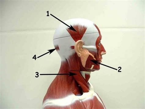 Head Lateral Diagram | Quizlet