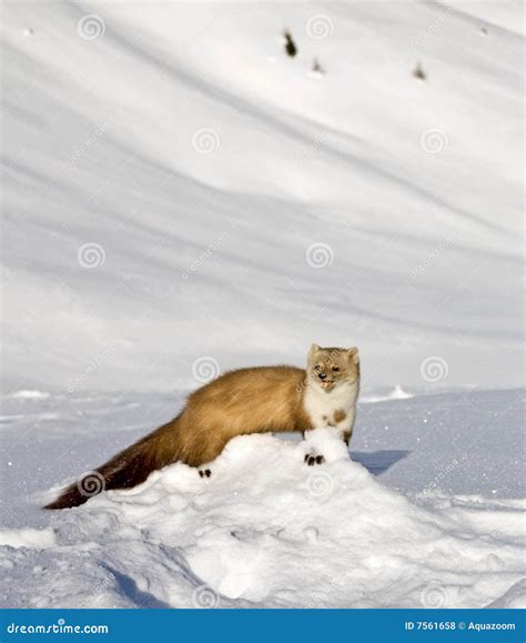 Weasel in mountain snow stock photo. Image of outside - 7561658