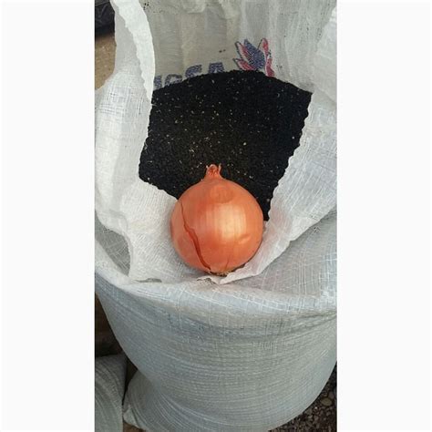 Продается семена лука сорт Берекет, Банко и Манас — Agro-Uzbekistan