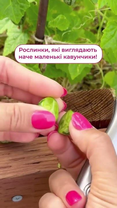 Так виглядає унікальний овоч–кукамелон!😃 #флоріум #флориум #кукамелон ...