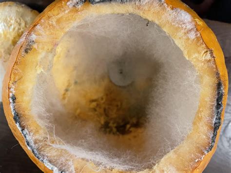 Seasonal mold : r/MoldlyInteresting