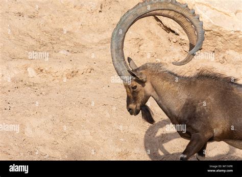 Saudi arabian ibex hi-res stock photography and images - Alamy