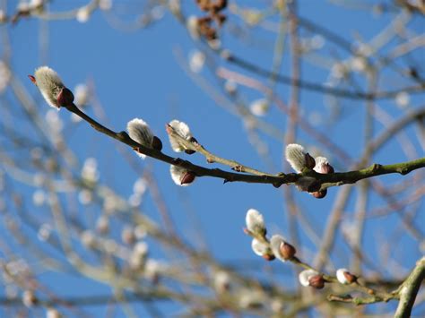 Free Images : tree, nature, branch, blossom, winter, leaf, flower