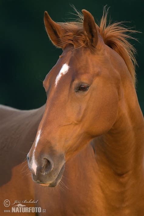 Kůň domácí | Naturfoto.cz