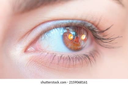 11,228 Cat Eye Reflection Images, Stock Photos & Vectors | Shutterstock