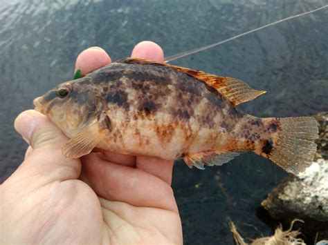 Изкуствени примамки за light rock fishing - дънни риби