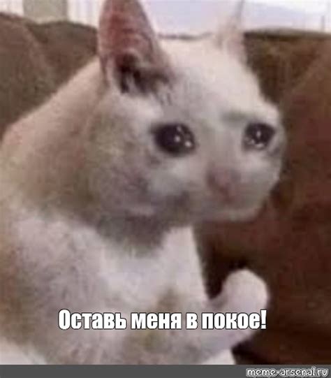Создать мем "милый котик мем, котик мем, мем плачущий котик" - Картинки ...