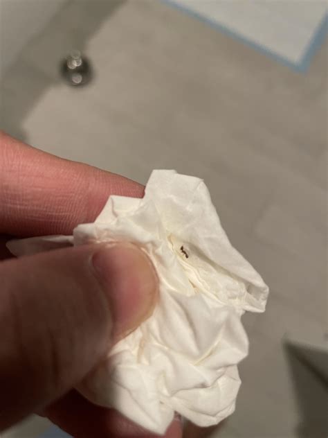 Is this a little black ant? Carpenter ant? Odorous? Found 2 very small