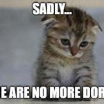 Sad kitten Meme Generator - Imgflip