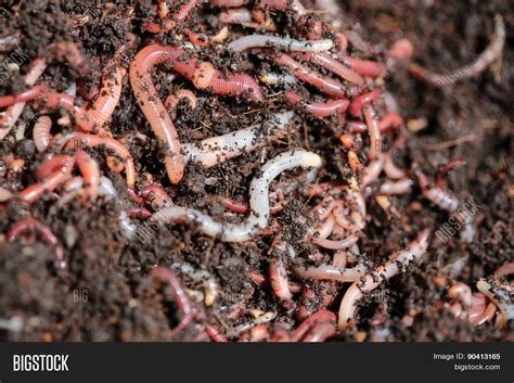 Earth Worms Image & Photo (Free Trial) | Bigstock