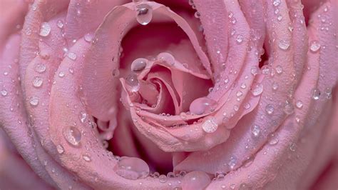 Baby Pink Flower Wallpapers - Top Free Baby Pink Flower Backgrounds ...