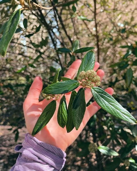 Plant FAQs: Prague Viburnum
