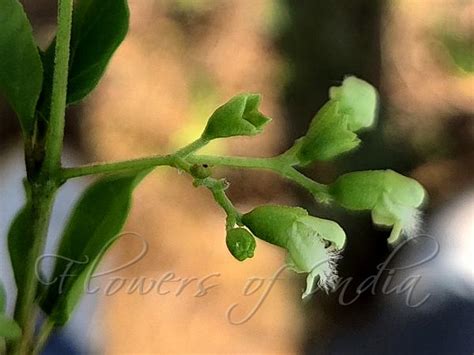 Premna resinosa - Resinous Premna