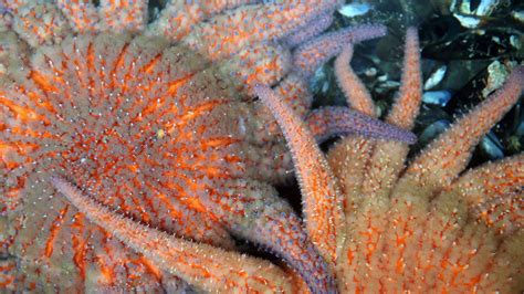 sunflower sea stars  set   protection   endangered