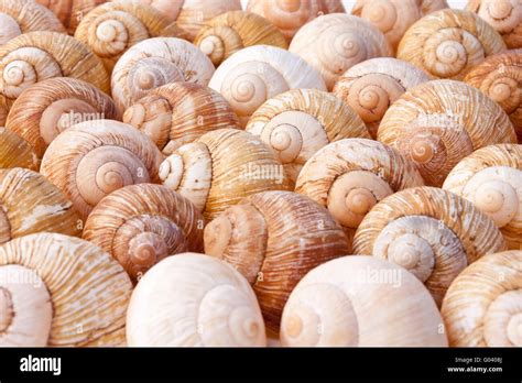 big garden snails Stock Photo - Alamy