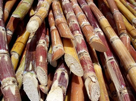How Long Does Sugarcane Take To Grow - Farming Pedia