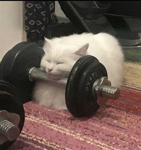 Kitty is tired after workout : r/cats