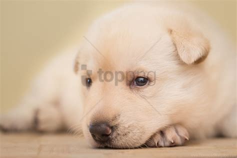 Free download | HD PNG cute eyes face puppy wallpaper background best ...