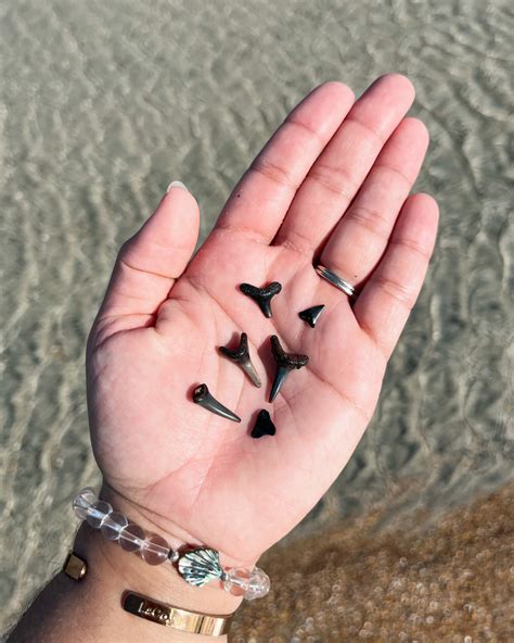 shark tooth notepad leaving  salty kai