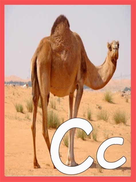 بطاقات للأطفال على حرف Letter c
