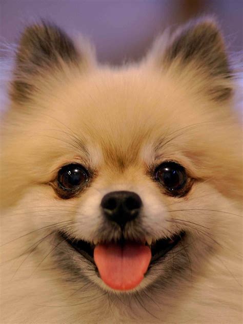 Cute Pomeranian Dog Names - Pets Lovers