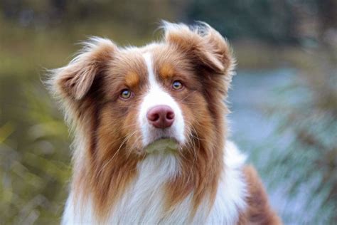 12 Australian Shepherd Colors, Markings & Patterns (With Pictures) | Hepper