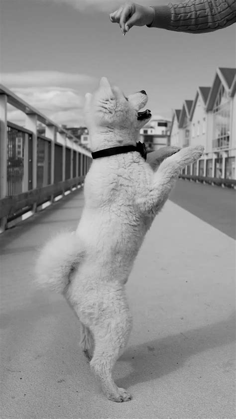 Dog+Knott+Compilation Videos, Download The BEST Free 4k Stock Video