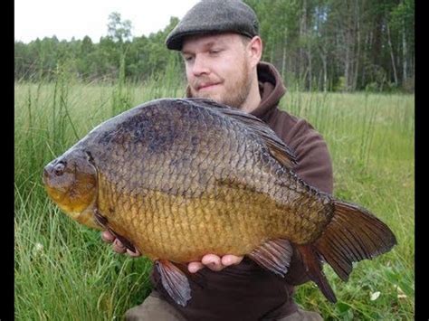 САМЫЙ БОЛЬШОЙ КАРАСЬ! TOP FISHING - YouTube