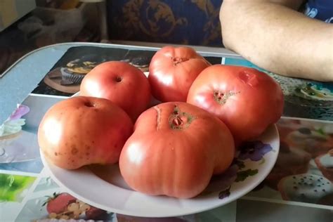 Томат Зимаревский Великан: описание, характеристики, фото, похожие ...