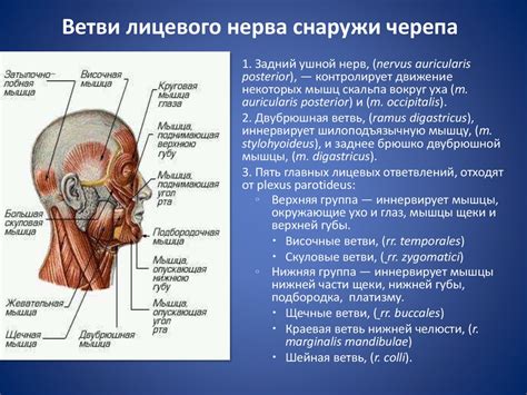 Поражения лицевого нерва. Парез и паралич мимической мускулатуры ...