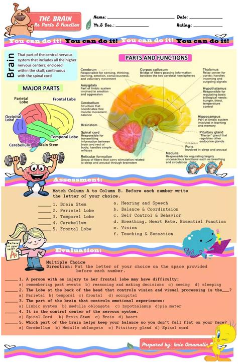 The brain, it's parts & function | DOCX