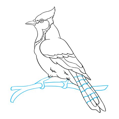 how to draw a blue jay easy